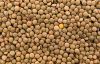 Green lentils