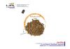 Robusta Coffee Beans S...