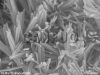 Copper Oxide Nanorods/...