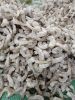 FROZEN SHRIMPS