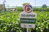 Soybean GMO