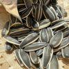sunflower seeds