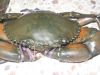 Live crab, eel fish, f...