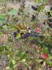 Aronia 