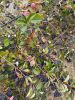 Aronia 
