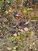 Aronia 