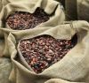 Cocoa Bean