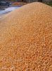 Butterfly Corn Kernels