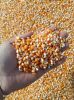Butterfly Corn Kernels