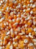 Butterfly Corn Kernels