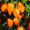 Hybrid Habanero Pepper...