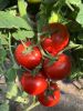 F1 Hybrid Tomato Seeds...