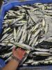 Frozen pacific mackerel