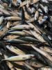 Frozen pacific mackerel