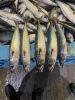 Frozen pacific mackerel