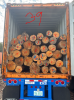 Southern Yellow Pine