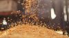 Export Quality Wheat G...