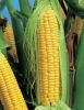 Agricultural Yellow Co...