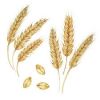 Premium Wheat Grain fo...