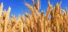 High Protein Wheat Gra...