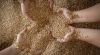 Top Quality Wheat Grai...
