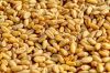 Reliable Wheat Supply ...