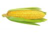 High Quality Maize Cor...