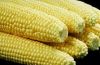 Top Quality Corn Grain...