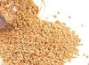 High Protein Wheat Gra...