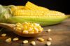 Bulk Maize Corn Supply...
