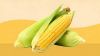 Food Grade Corn Grain ...