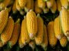 Bulk Yellow Corn Supply for Feed Mills