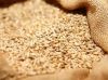 High Standard Wheat Gr...