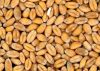 Agricultural Commodity...