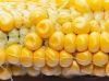 Premium Yellow Corn Gr...