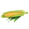 Bulk Supply of Export Quality Corn Grain