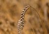 Farm Fresh Wheat Grain...