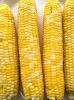 Industrial Corn Grain ...