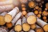 Bulk Timber Logs for B...