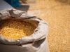 Export Quality Corn Fe...