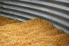 Premium Maize Corn Fee...