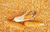 Protein Rich Corn Feed...
