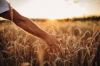 Commercial Grade Wheat...
