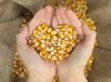 Industrial Grade Corn ...
