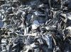 Clean Lead Scrap Mater...
