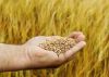 Premium Wheat for Brea...