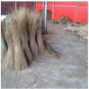 Palm Broomsticks