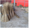 Palm Broomsticks