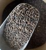 Black pepper