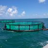 HDPE floating Fish Net...